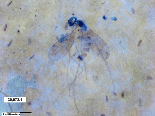 Genus sp.
