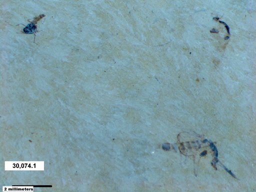 Chaoboridae