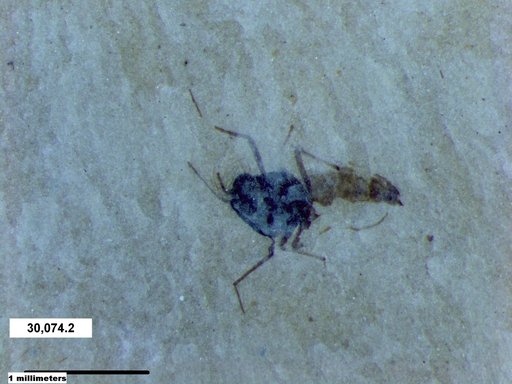 Diptera