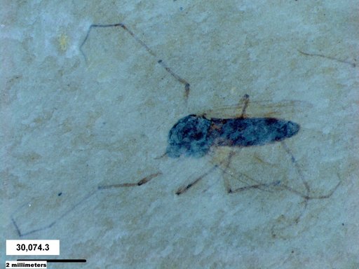 Diptera