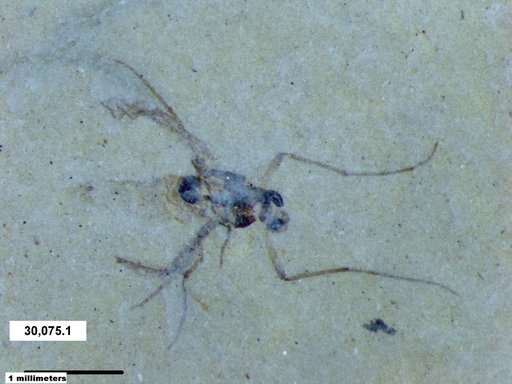 Genus sp