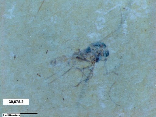 Genus sp