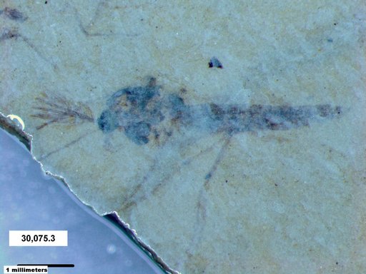 Genus sp