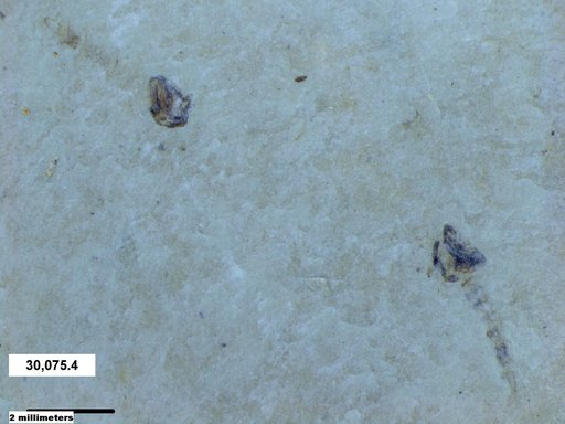 Chaoboridae