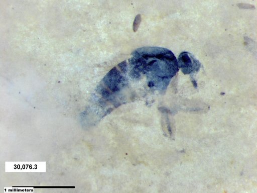 Empididae