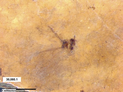 Aphididae