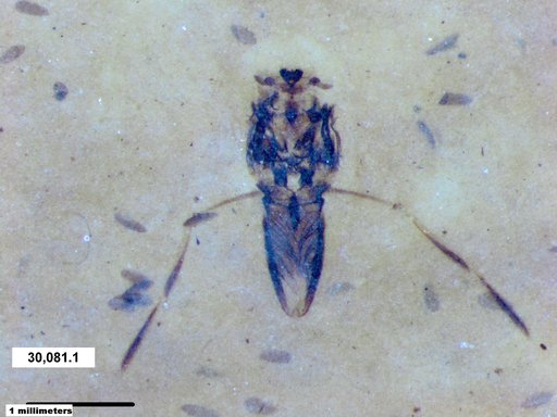 Notonectidae
