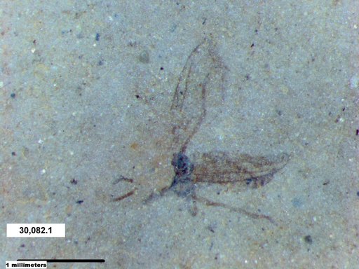 Diptera