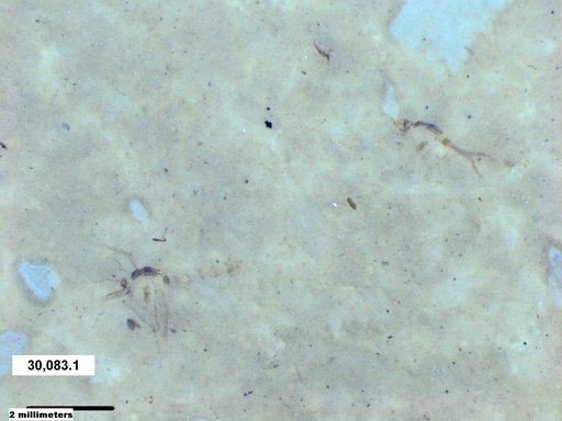 Chaoboridae
