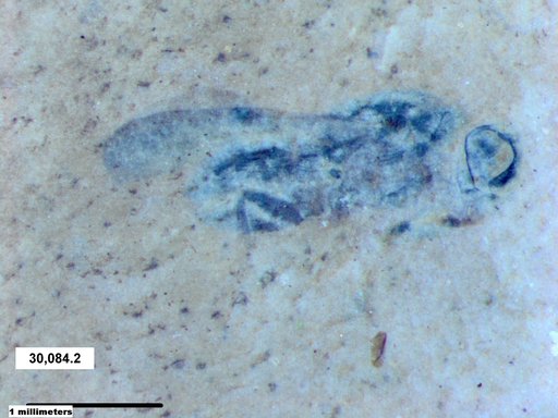 Diptera