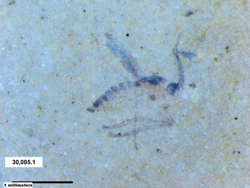 Chaoboridae