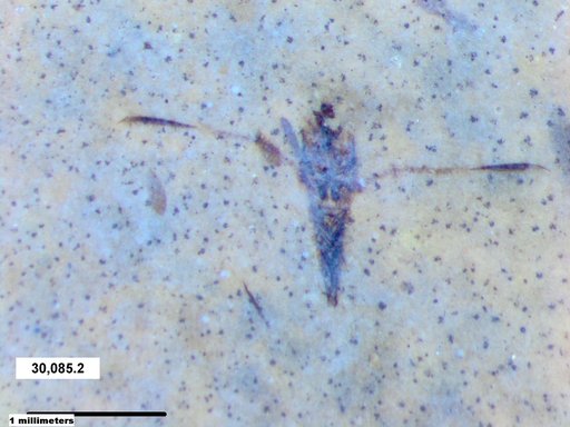 Notonectidae
