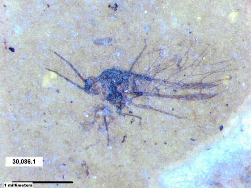 Aphididae