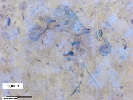 Ichneumonidae