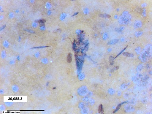 Notonectidae