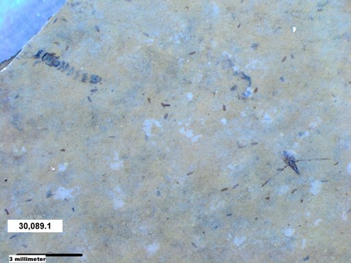 Notonectidae