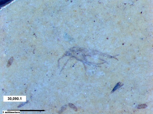Genus sp