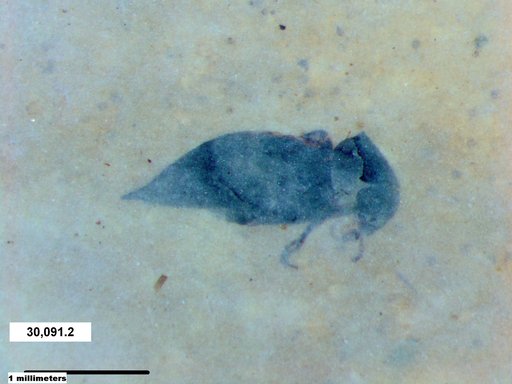 Mordellidae