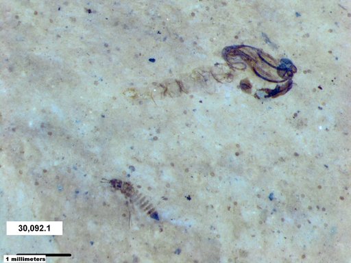 Genus sp