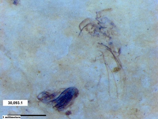 Genus sp