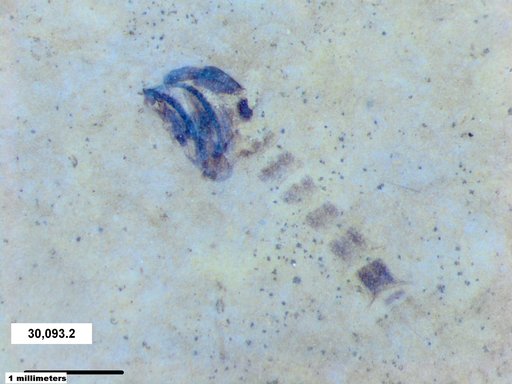 Chaoboridae