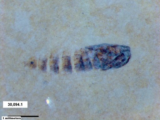 Genus sp