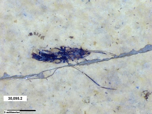 Notonectidae