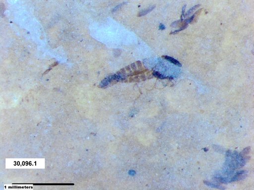 Diptera
