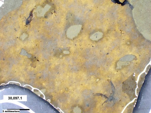 Aphididae