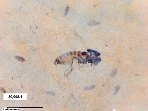 Diptera
