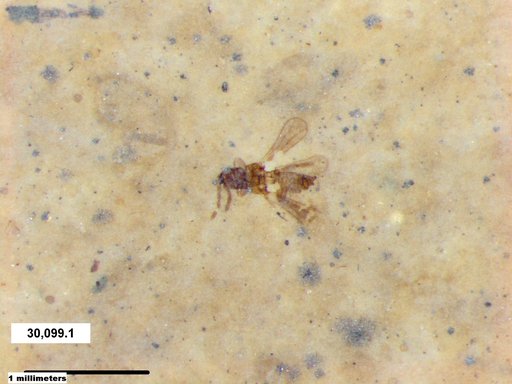 Genus sp