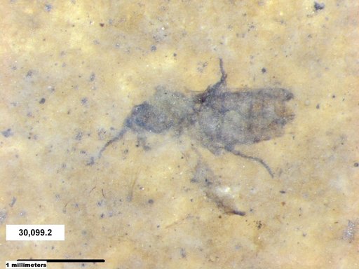Insecta