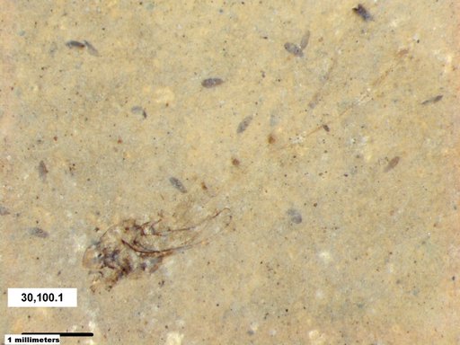 Genus sp