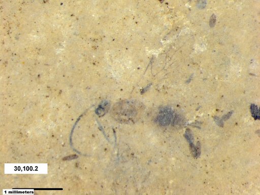 Braconidae