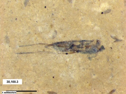 Notonectidae