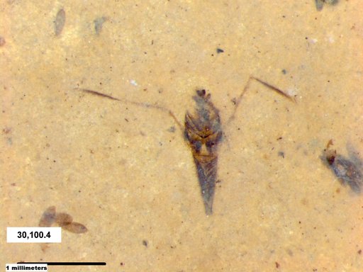 Notonectidae