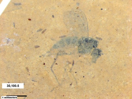 Diptera