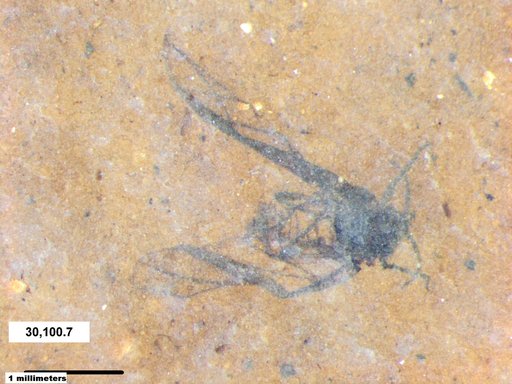 Aphididae