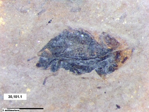 Genus sp