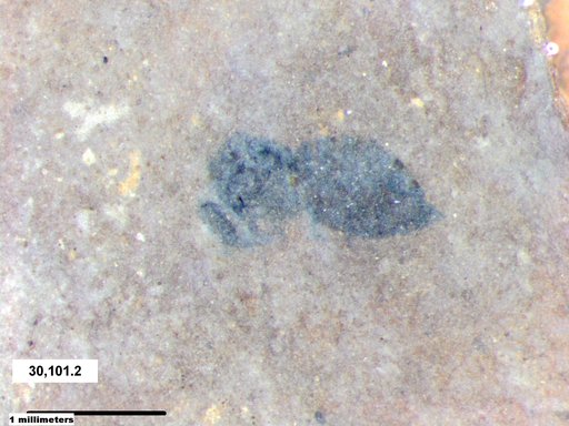 Genus sp