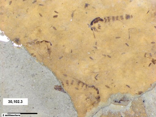 Chaoboridae