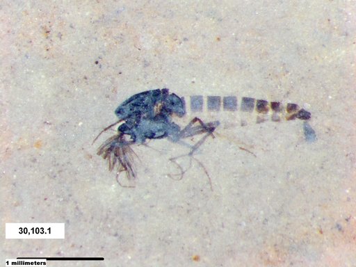 Diptera