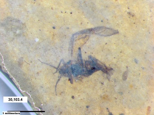Aphididae