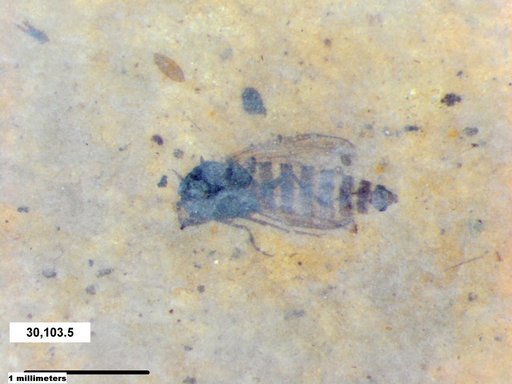 Diptera