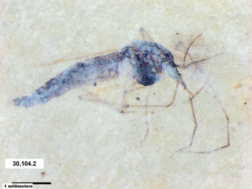 Genus sp