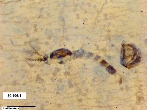Chaoboridae