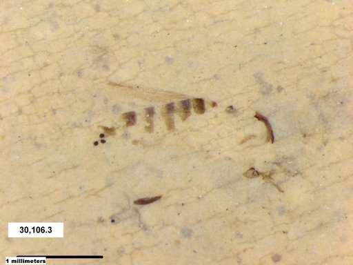 Chaoboridae