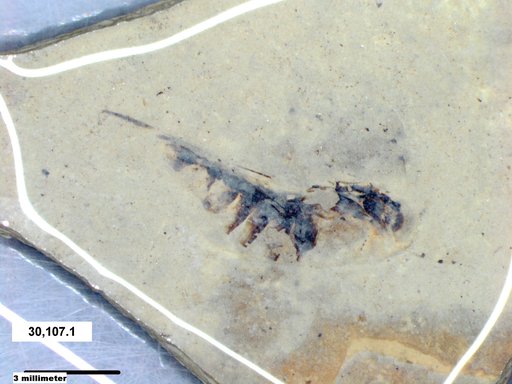 Corixidae