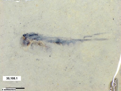 Corixidae