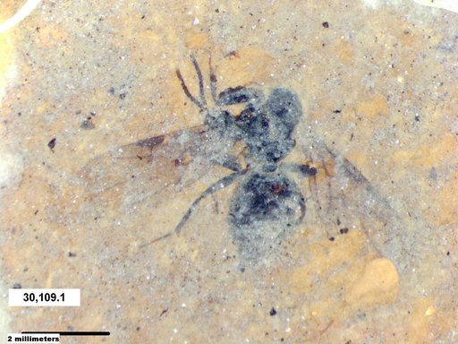 Formicidae